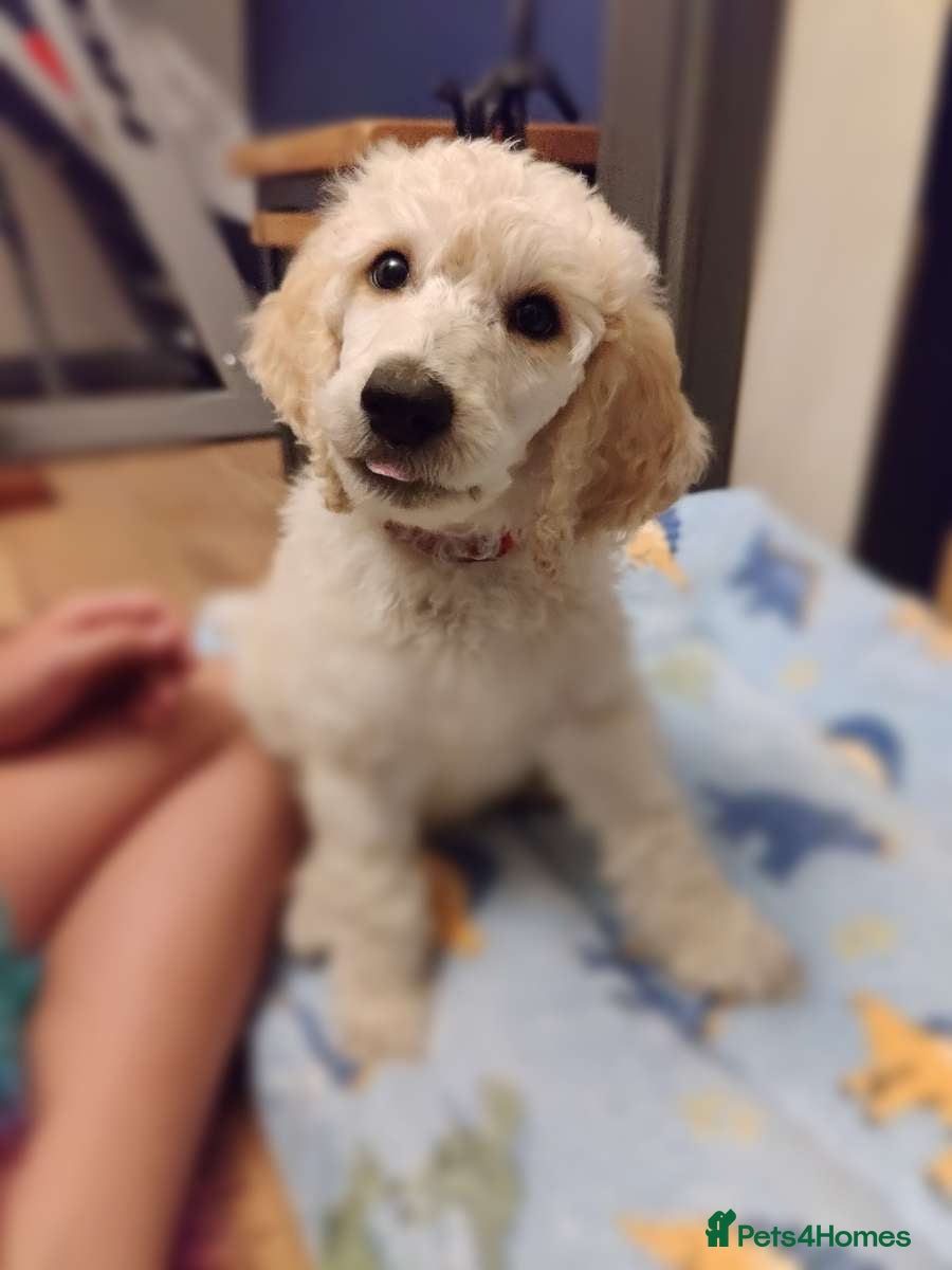 Standard Poodle dogs 💙Ready Now💙KC Registered Standard Poodle Boys 💙 - Advert 2
