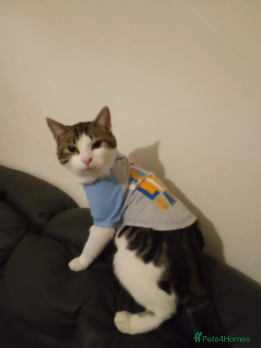 Mixed Breed cats for sale: Hi am ziggy a boy ive just truned one £0 - Advert 2