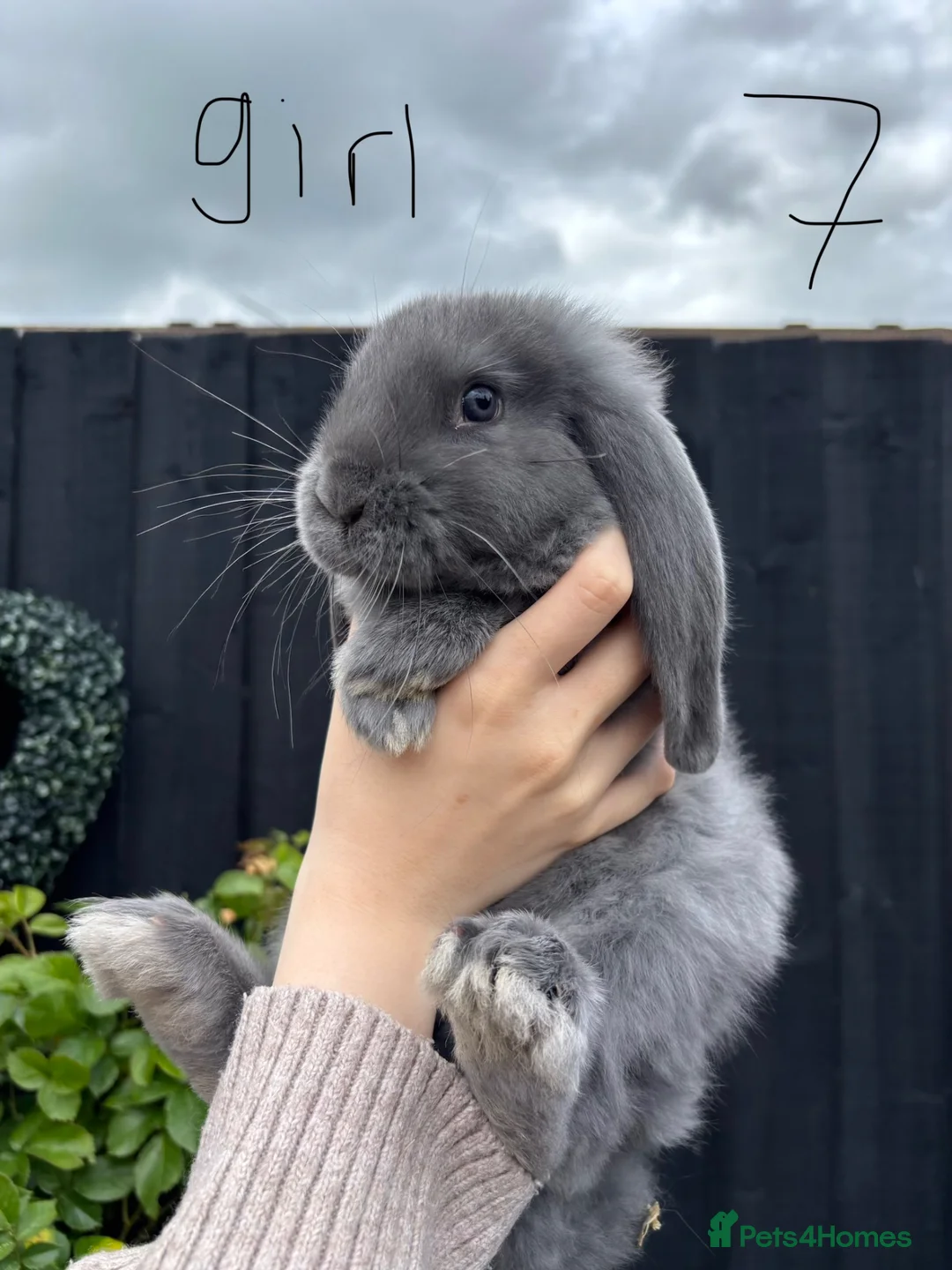 French Lop rabbits for sale: French lops ❤️  - Advert 13