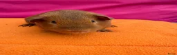 Guinea Pig rodents for sale: Californian & Himalayan - Boars & Sows - Advert 10