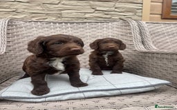 Cocker Spaniel dogs for sale: Beautiful cocker spaniel puppies  - Image 4