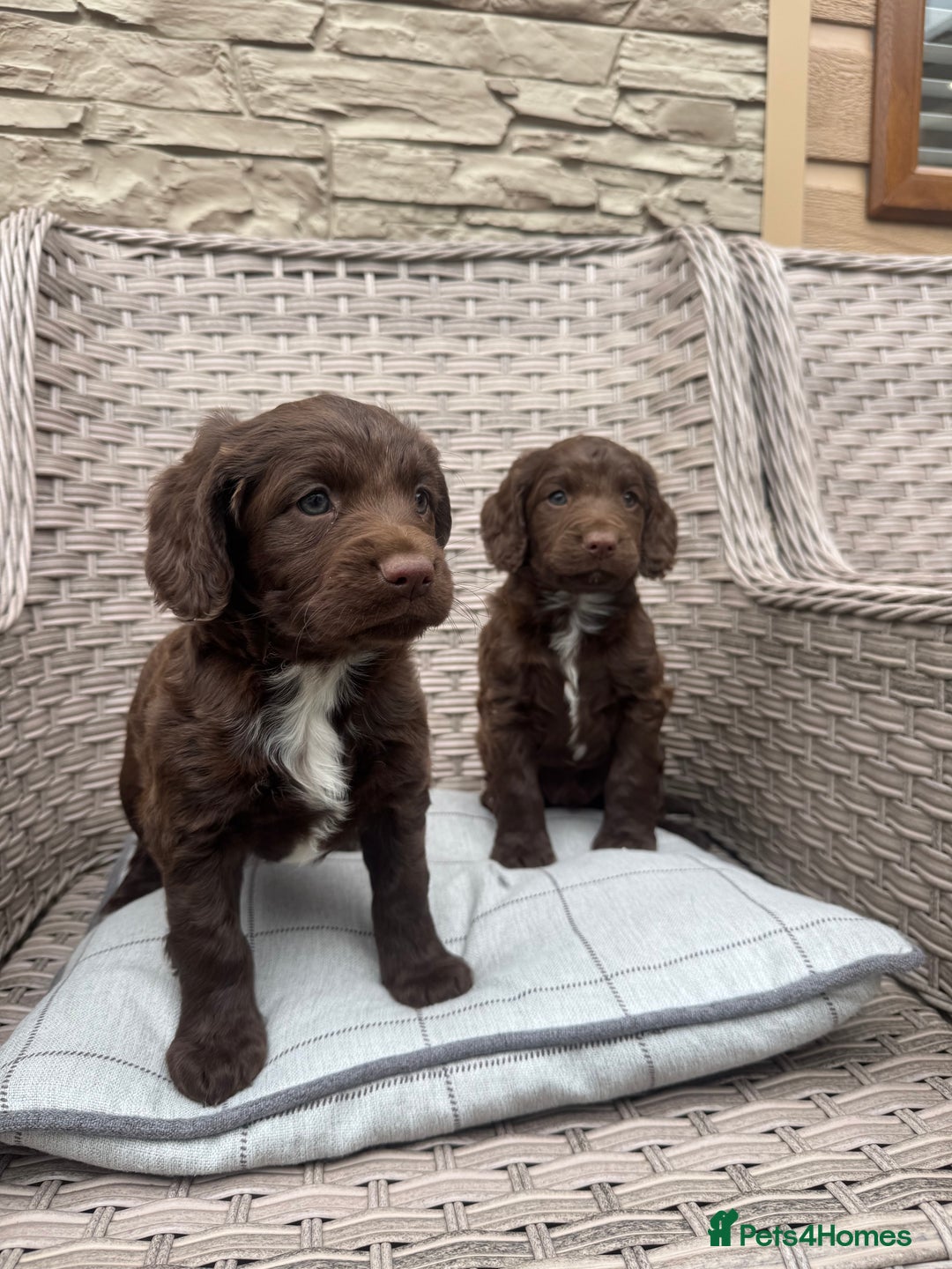 Cocker Spaniel dogs for sale: Beautiful cocker spaniel puppies  - Image 4