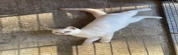British Shorthair cats for sale: British Shorthair Kitten - Advert 5