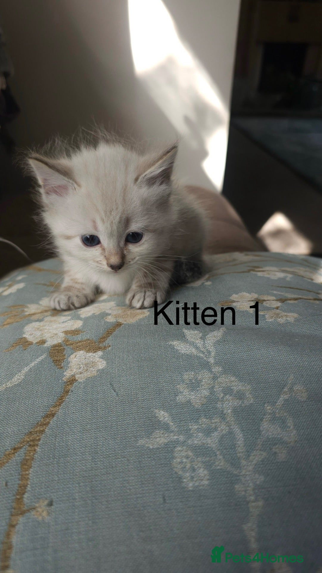 Siberian cats Beautiful Siberian Kittens (Blue eyed) - Advert 2