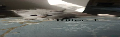 Siberian 1