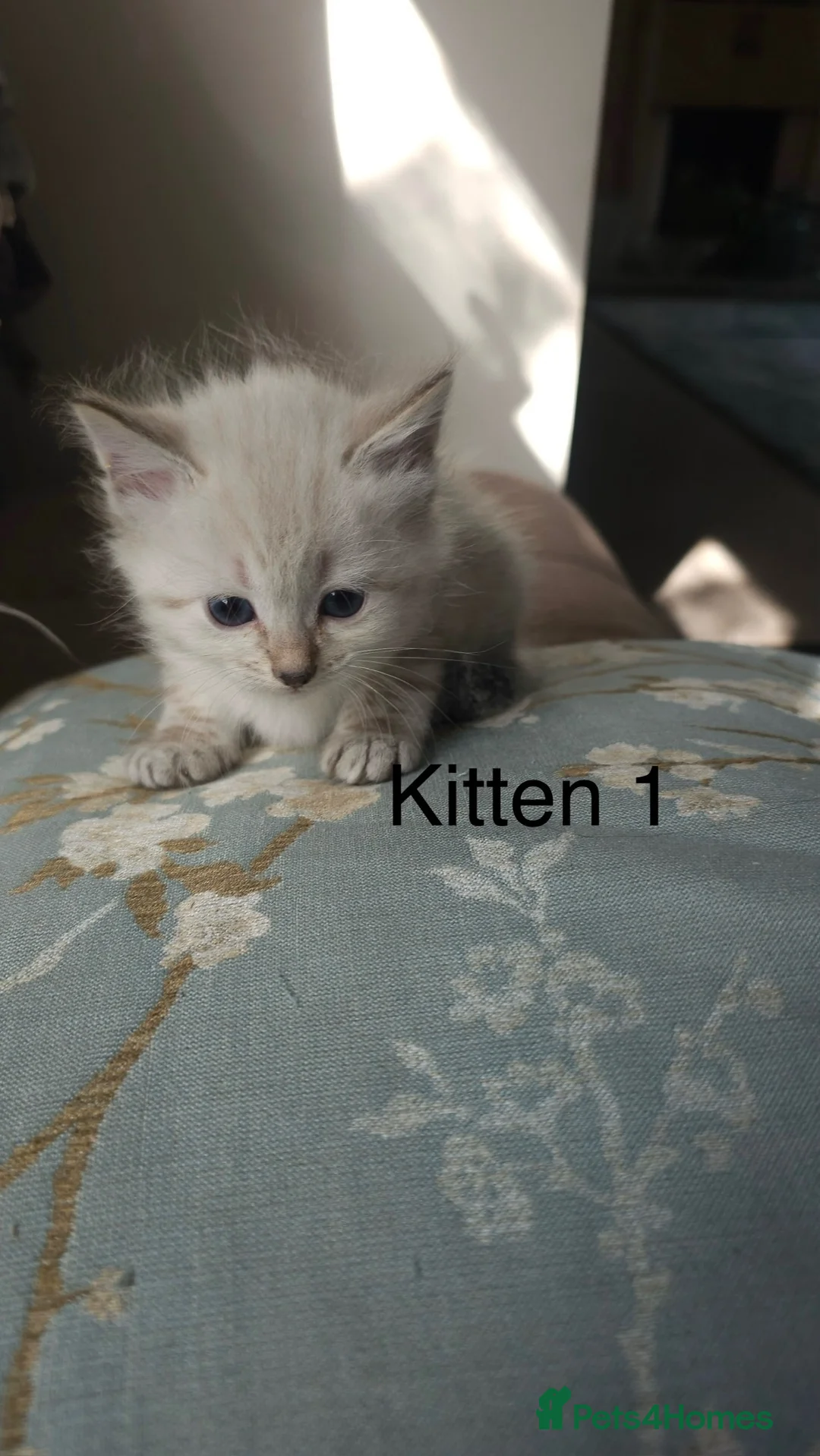 Siberian cats for sale: Beautiful Siberian Kittens (Blue eyed) - Advert 2