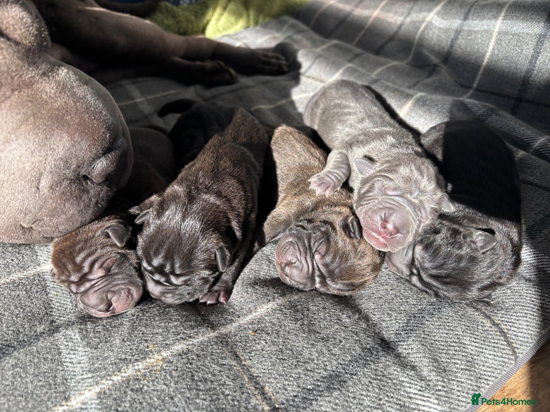 Shar Pei dogs for sale: Beautiful Shar peis - Image 2
