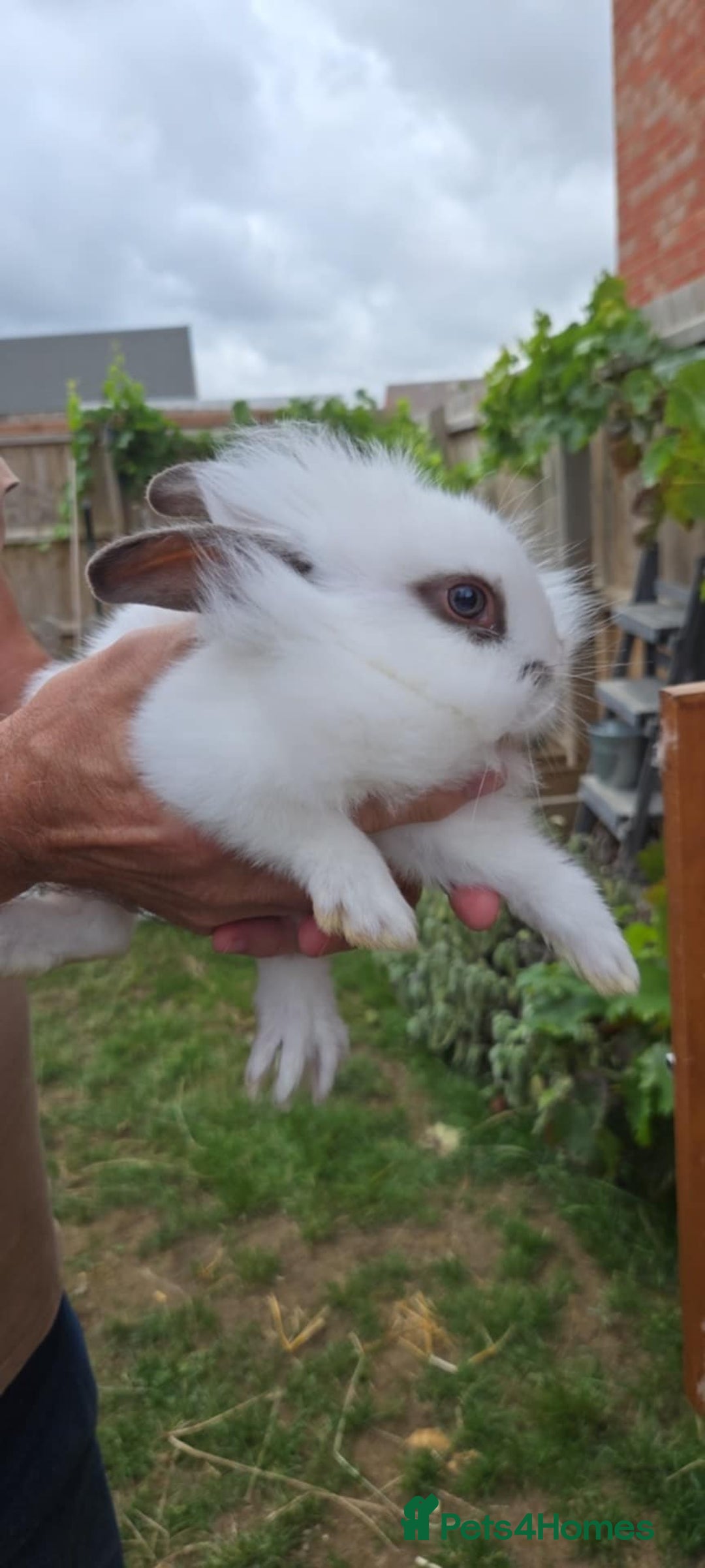 Mixed Breed rabbits for sale: Little rabbits  - Image 1