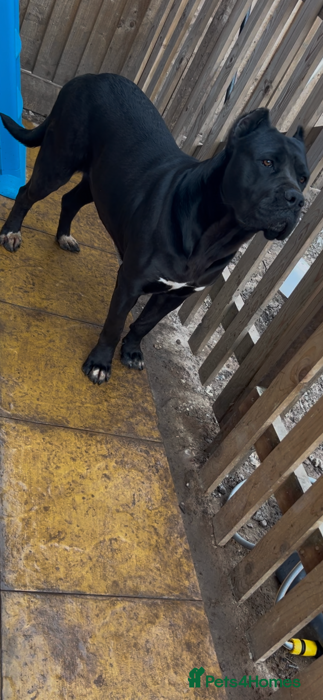 Cane Corso dogs for sale: NOT A CANE CORSO!!! NORTH AMERICAN MASTIFF - Image 3