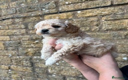 Cavachon dogs for sale: Cavapoochon puppies  - Image 7