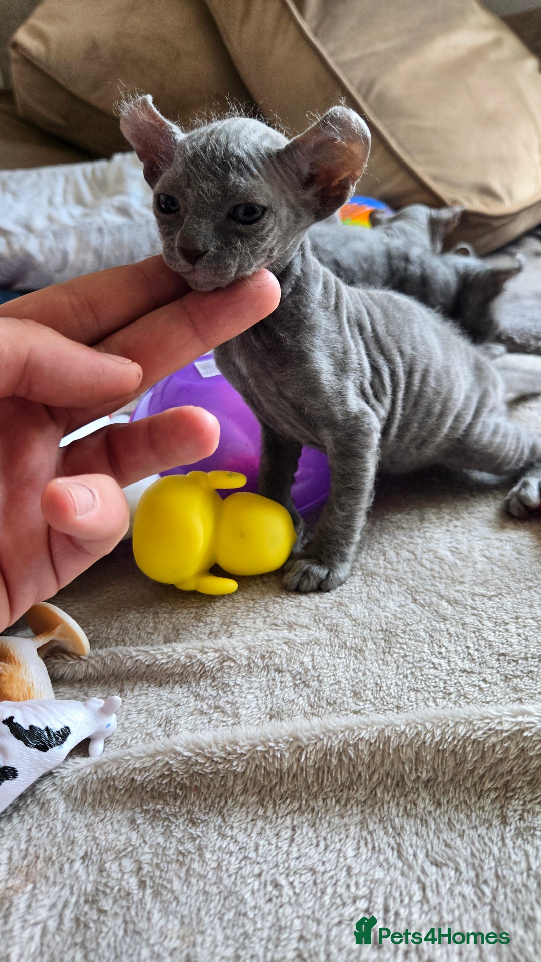 Sphynx cats for sale: Elf Sphynx Kittens  - Image 25