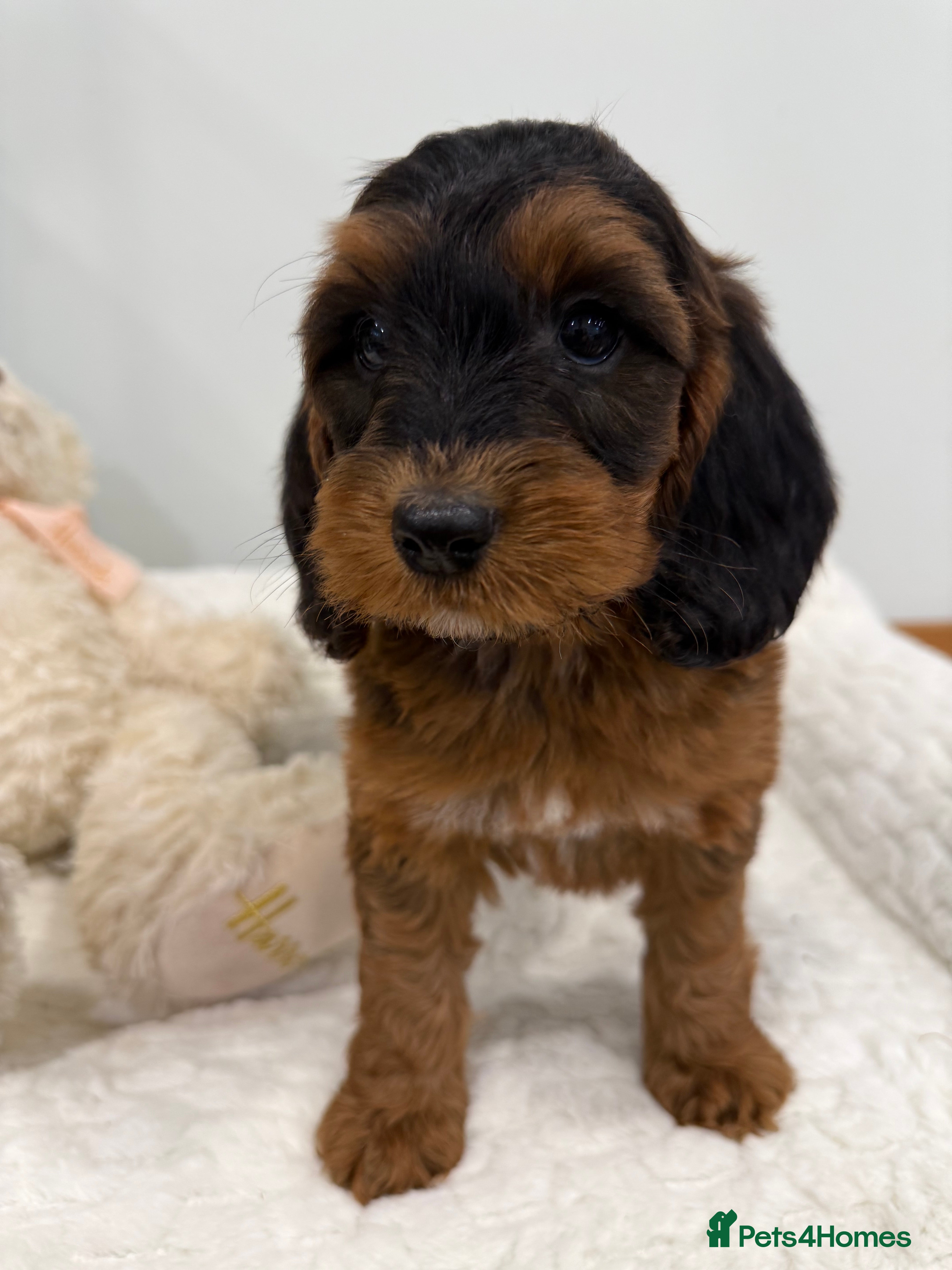 Cockapoo dogs 11 red sable, f1 cockapoo. KC & DNA clear parents - Advert 4