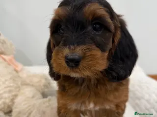 Cockapoo dogs 11 red sable, f1 cockapoo. KC & DNA clear parents - Advert 4