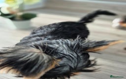 Yorkshire Terrier dogs for sale: Peace of Happiness!!! - Image 14