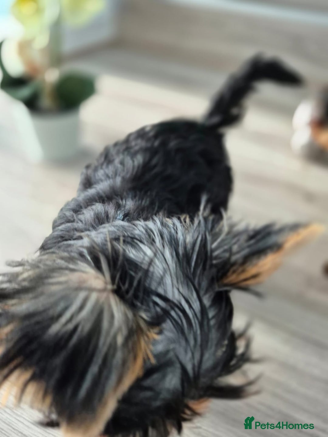 Yorkshire Terrier dogs for sale: Peace of Happiness!!! - Image 14