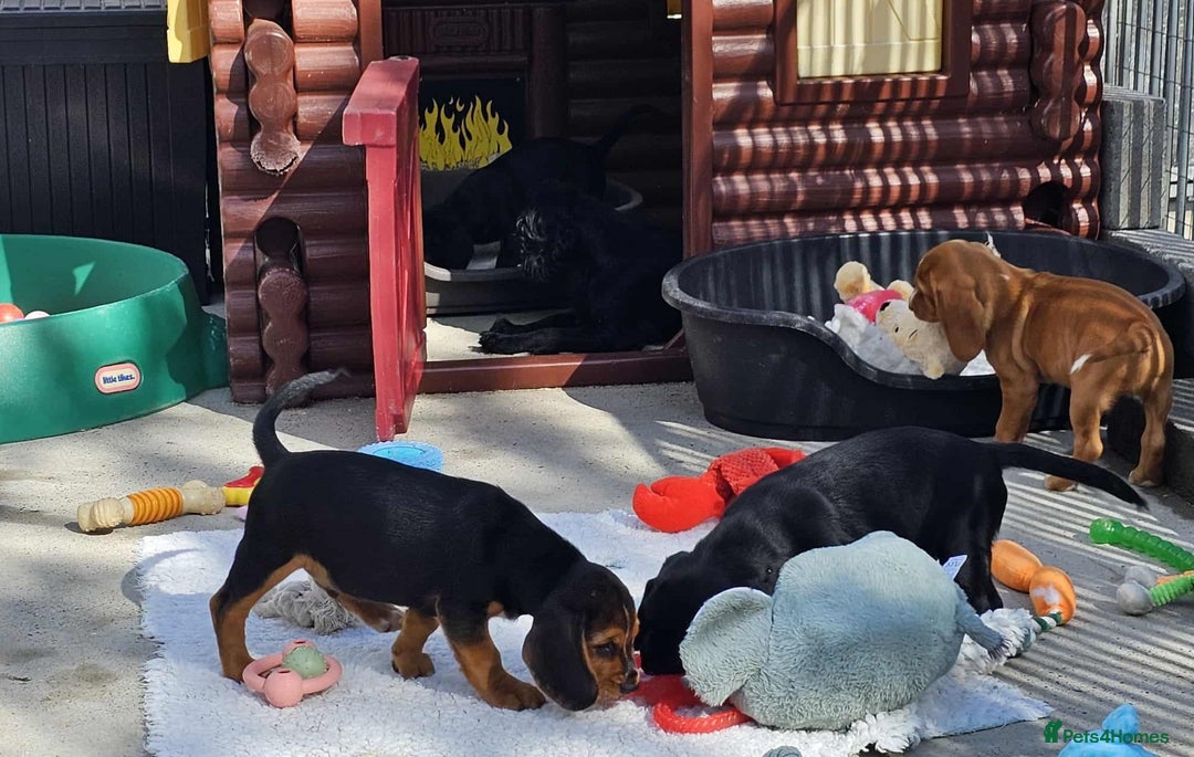 Bocker dogs for sale: Beautiful Bocker Boys - Ready Now - Image 9
