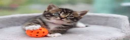 Mixed Breed cats for sale: Tabby Kittens Ready Soon - Advert 11