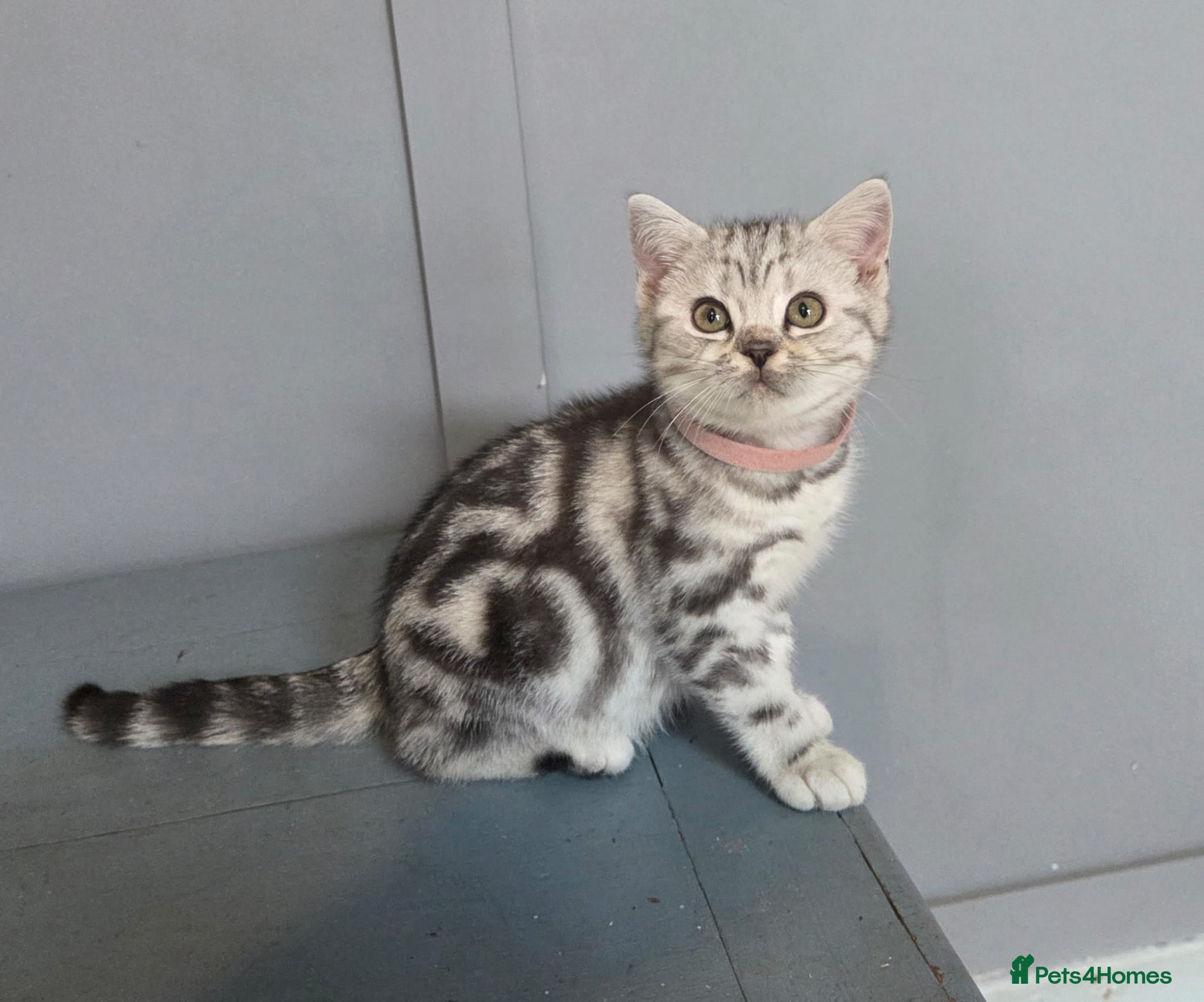 British Shorthair cats Bsh silver tabby 🩷  - Advert 1