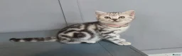 British Shorthair cats for sale: Bsh silver tabby 🩷  - Advert 1