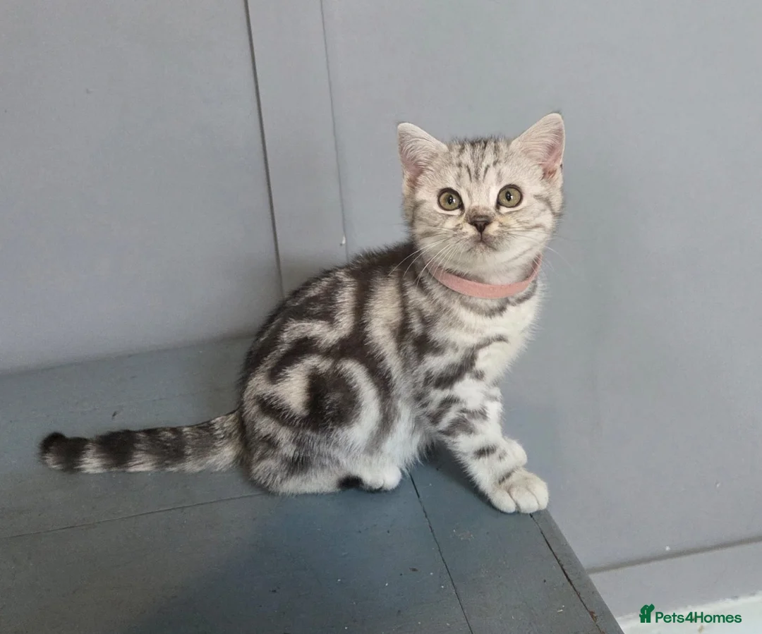 British Shorthair cats for sale: Bsh silver tabby 🩷  - Advert 1