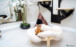 Abyssinian cats for sale: One of the Kind Abyssinian Girl-Champions Pedigree - Image 13