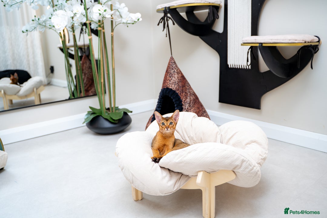 Abyssinian cats for sale: One of the Kind Abyssinian Girl-Champions Pedigree - Image 13