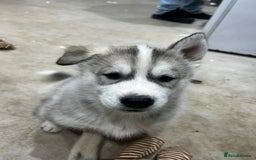 Siberian Husky dogs for sale: Gorgeous little husky pups - ready in two weeks - Advert 15