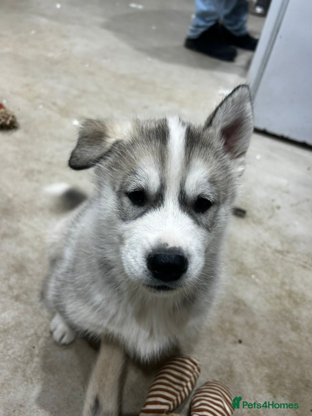 Siberian Husky dogs for sale: Gorgeous little husky pups - ready in two weeks - Advert 15