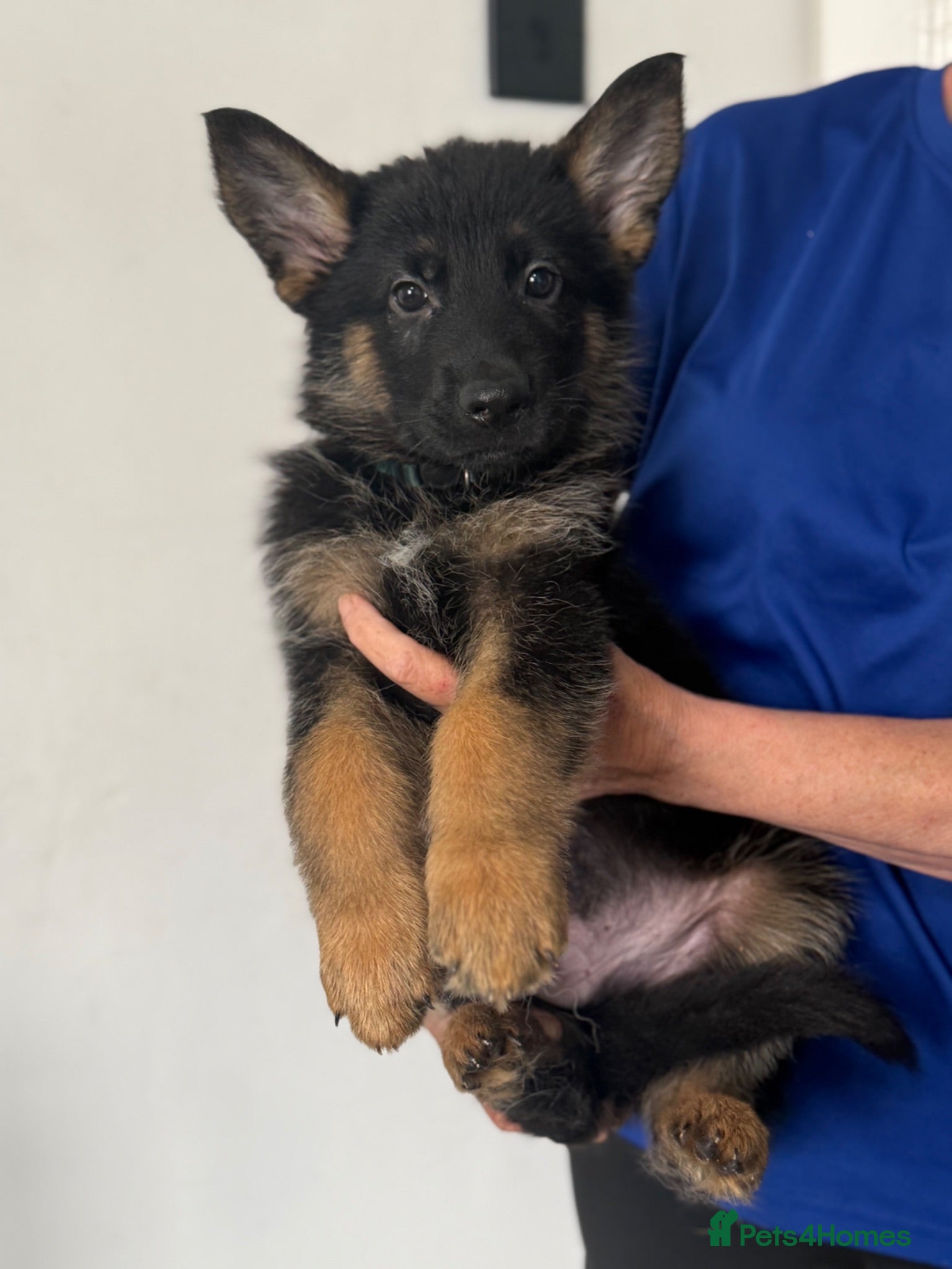 German Shepherd dogs German shepherd pups  - Advert 1