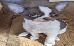 Chihuahua dogs for sale: ❤️‍🔥KC Chihuahua Girl READY NOW ❤️‍🔥  in Dagenham - Image 4