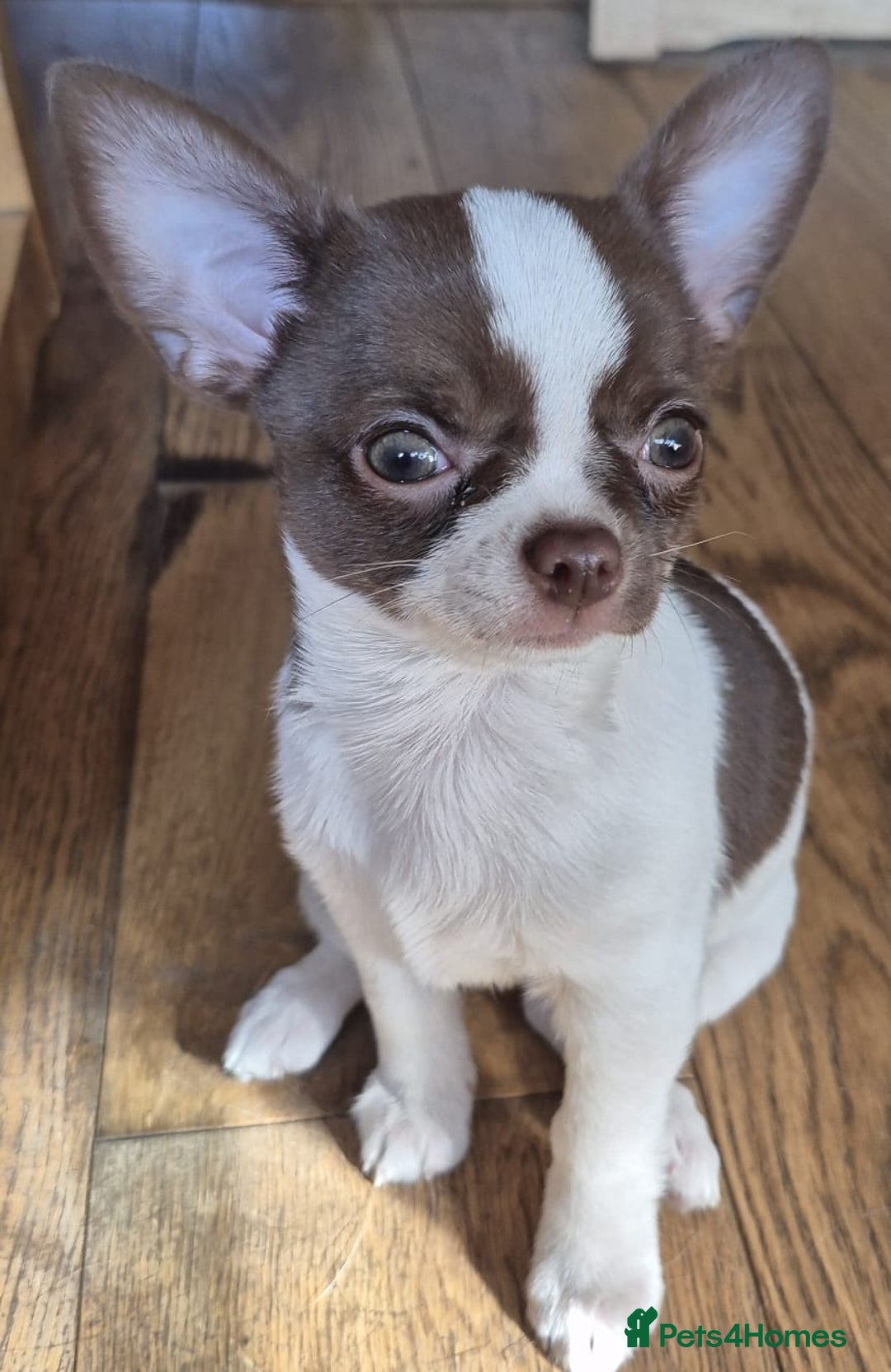 Chihuahua dogs for sale: ❤️‍🔥KC Chihuahua Girl READY NOW ❤️‍🔥  in Dagenham - Image 4