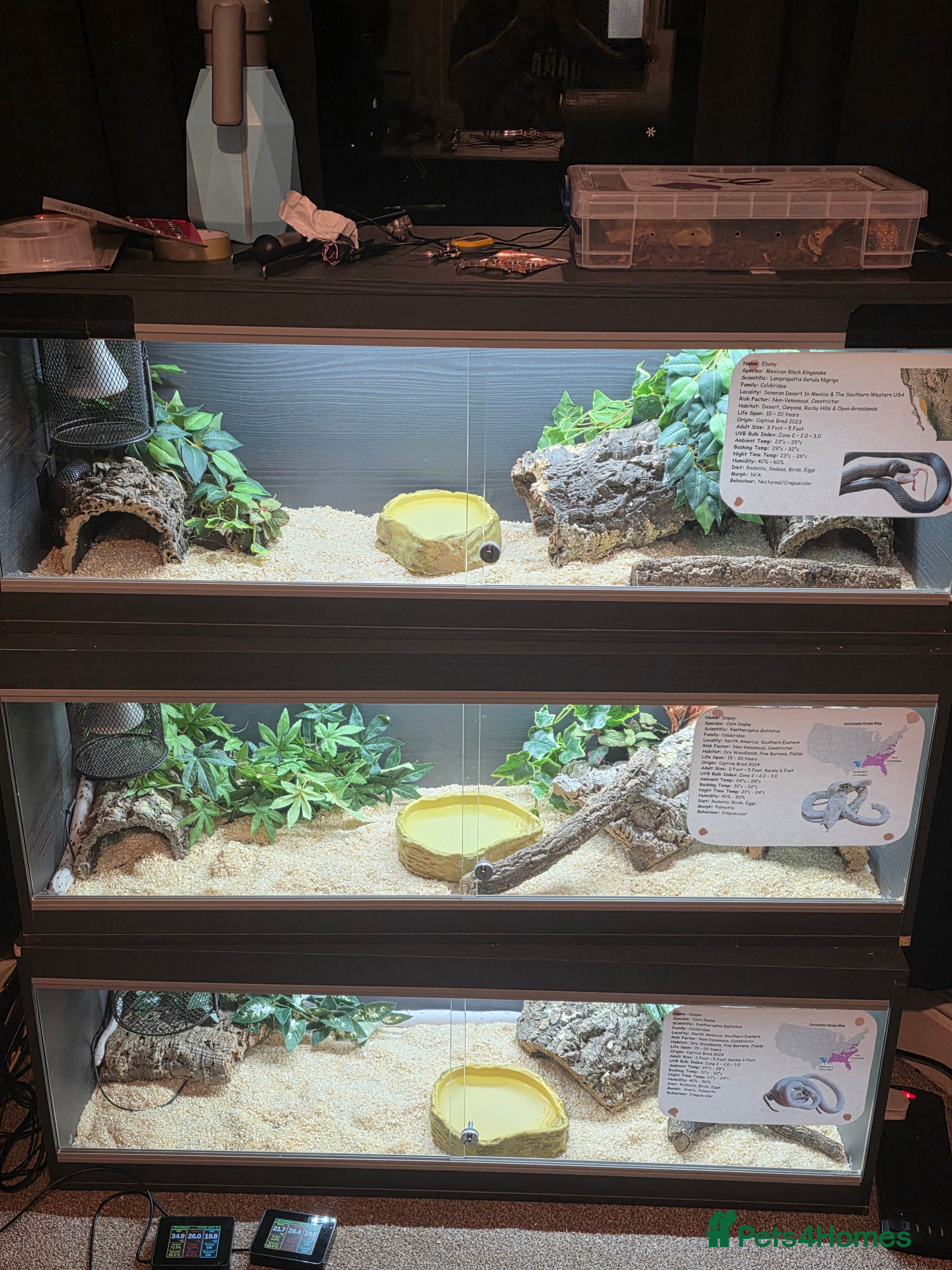 Corn Snake reptiles 4 x Snakes & Full Setups  - Advert 2