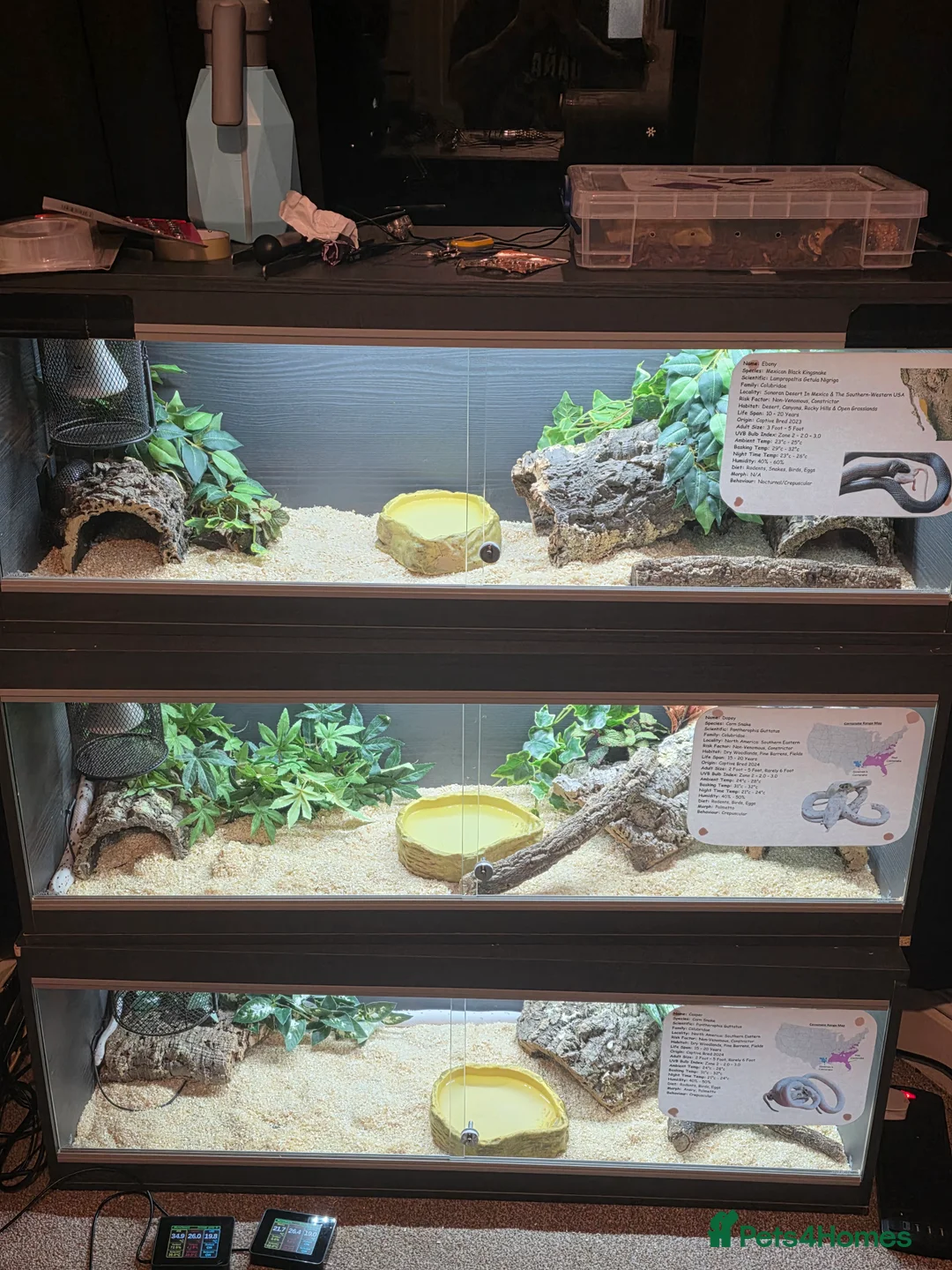 Corn Snake reptiles for sale: 4 x Snakes & Full Setups  - Advert 1