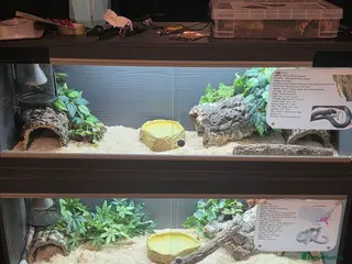 Corn Snake reptiles 4 x Snakes & Full Setups - Advert 2