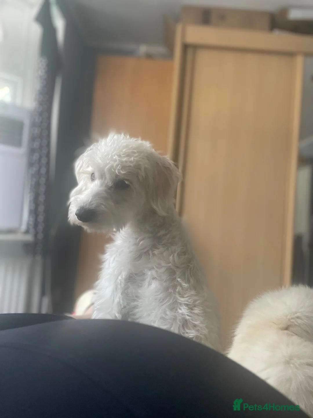 Mixed Breed dogs for stud: Schnoodle White Stud - Advert 1
