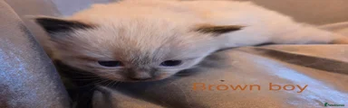 Ragdoll Kitten 4 Reserved 