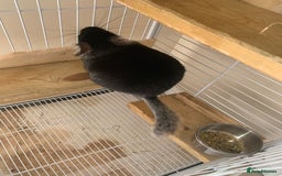 Chinchilla rodents for sale: Beautiful black velvet baby chinchilla girl - Image 5