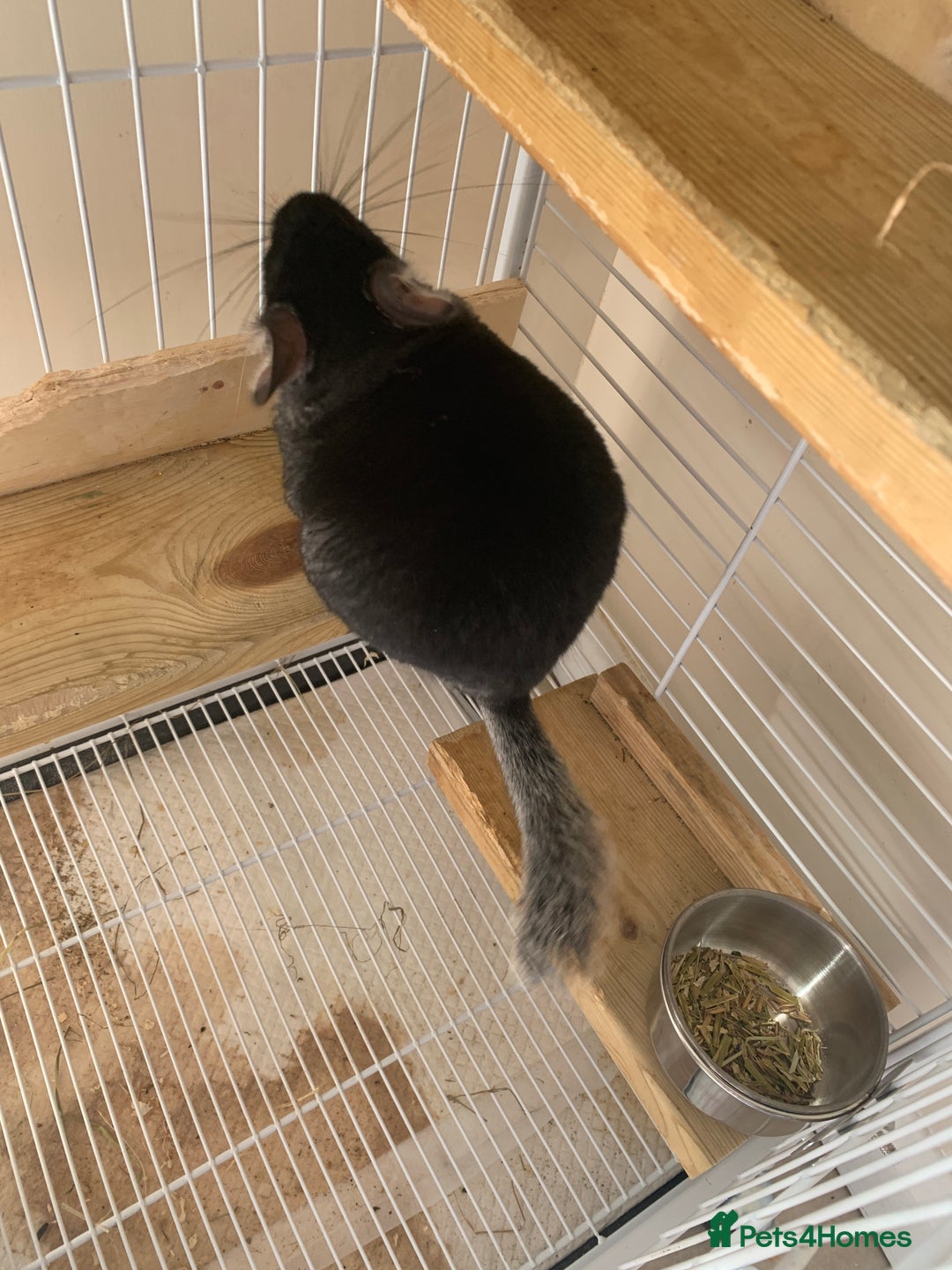 Chinchilla rodents for sale: Beautiful black velvet baby chinchilla girl - Image 5