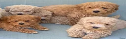 Mixed Breed dogs for sale: Rare Stunning Toy Cavapooshon Family Bred Puppies in Maidstone - Advert 4