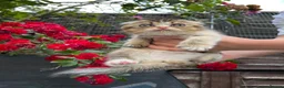 Scottish Fold cats for sale: 🥰Purebred Scottish fold looking for a home ❤️🐾 - Advert 10