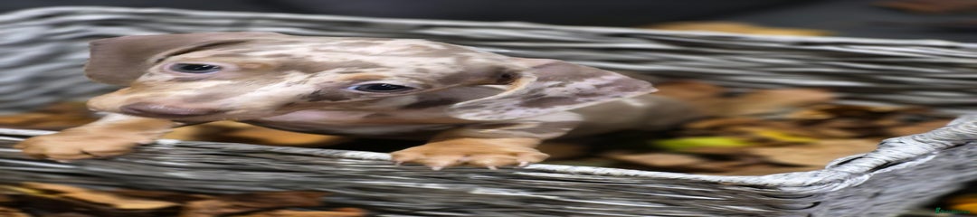 Miniature Dachshund Puppy 1