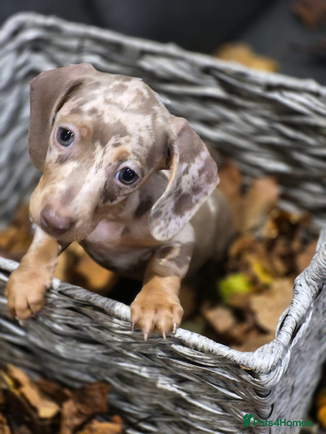 Miniature Dachshund dogs for sale: TRUE MINIATURE DASCHUND BABIES only 5 - Image 2