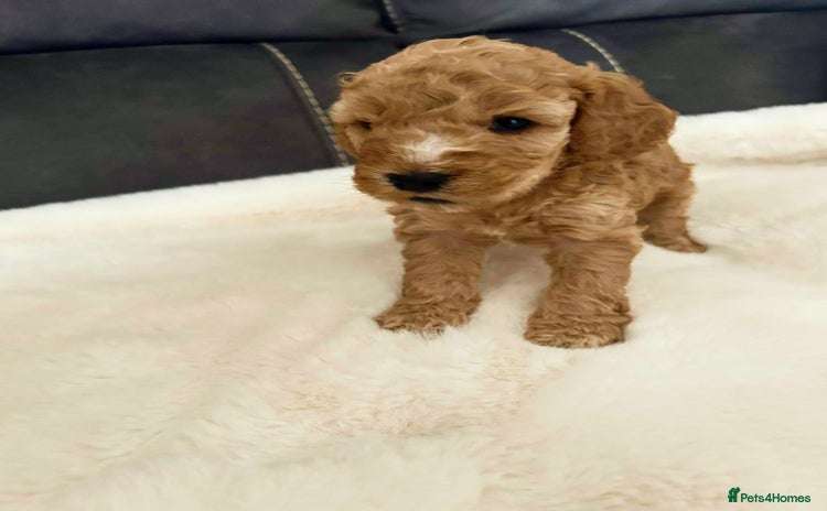 Cockapoo dogs - Advert 8