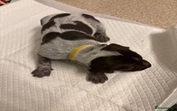 German Shorthaired Pointer dogs for sale: Mischew’s puppies - Image 10