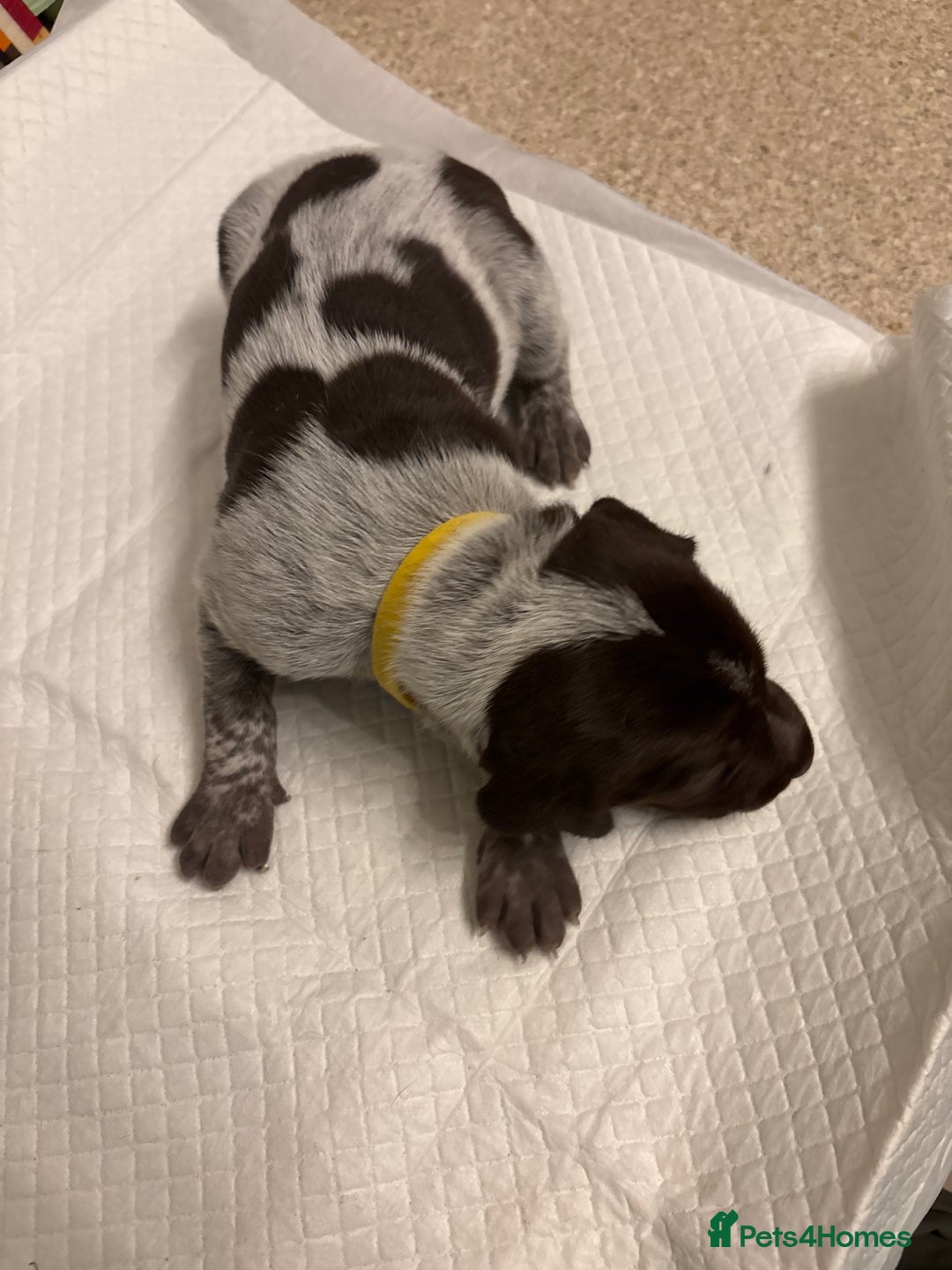 German Shorthaired Pointer dogs for sale: Mischew’s puppies - Image 10