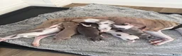 Italian Greyhound dogs for sale: Italian Greyhound  - Advert 3