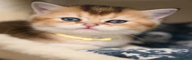 Bennie