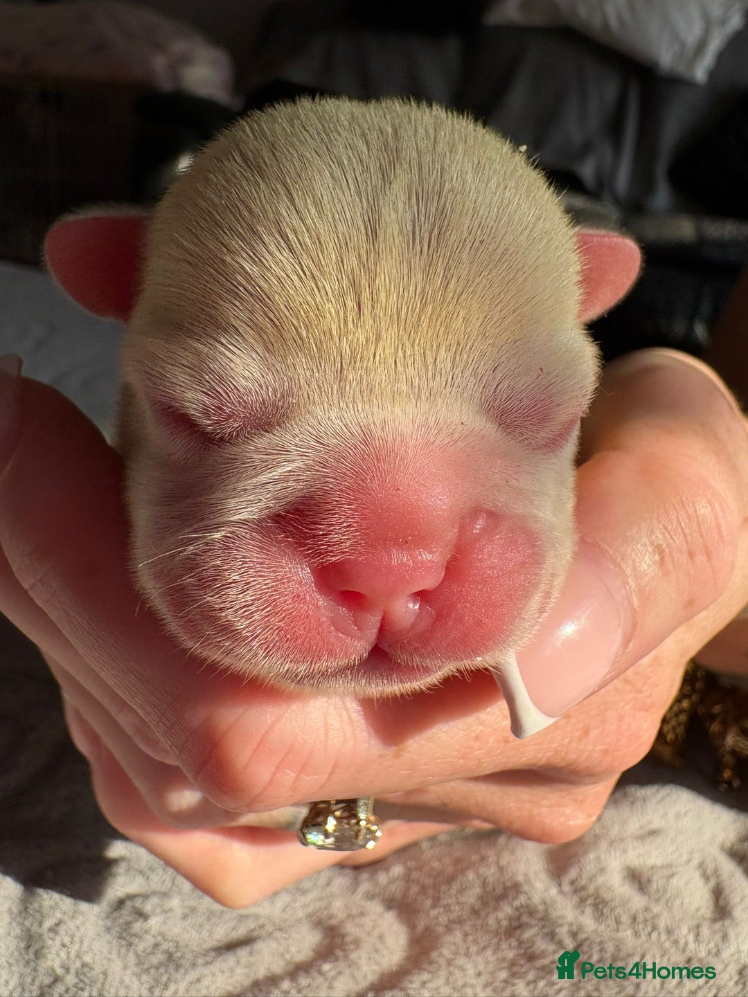 French Bulldog dogs for sale: French bulldog pups  - Image 6