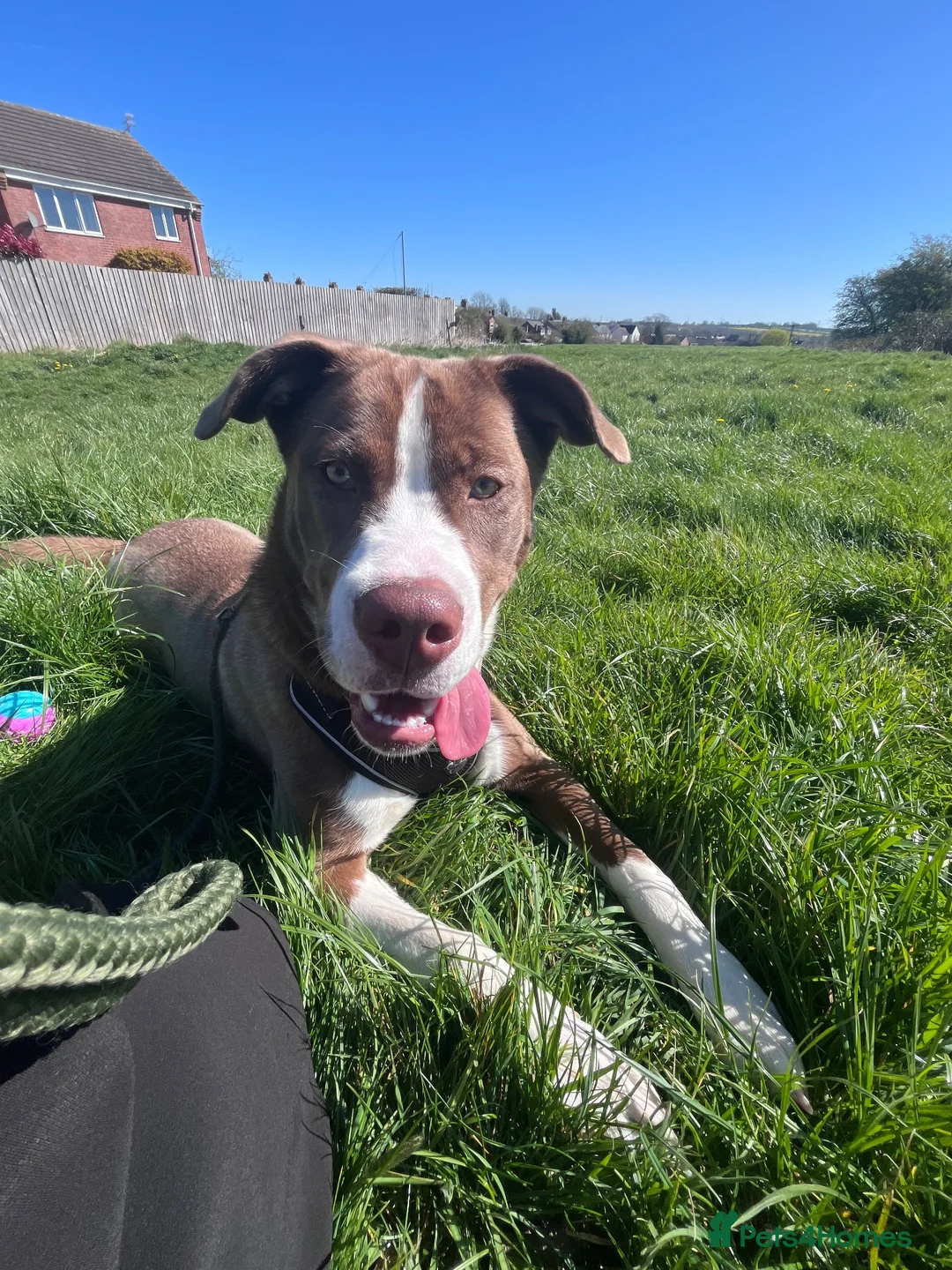 Mixed Breed dogs for sale: Maya  in Leicester - Advert 2