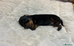 Miniature Pinscher dogs for sale: Gorgeous MinPin Puppies-Ready from 8th Dec! - Advert 16